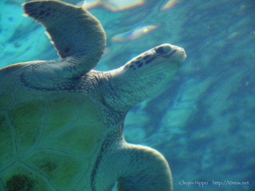 美ら海水族館　ウミガメ