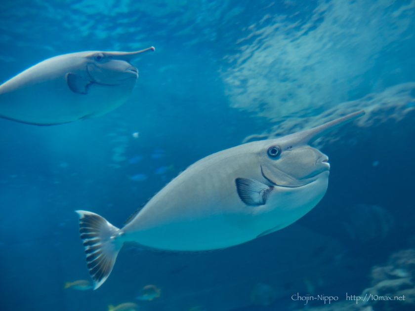 美ら海水族館