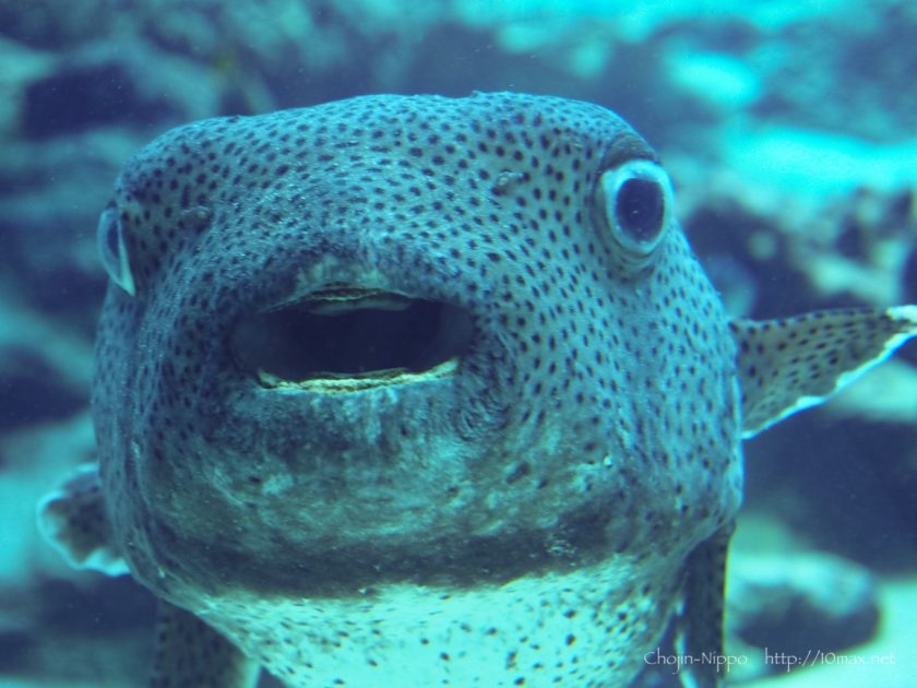 美ら海水族館