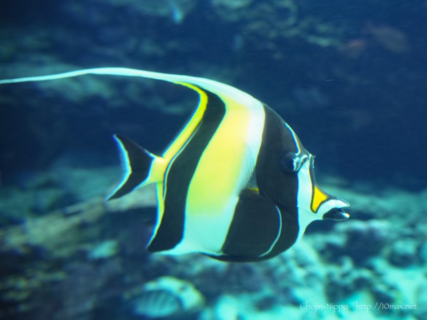 美ら海水族館