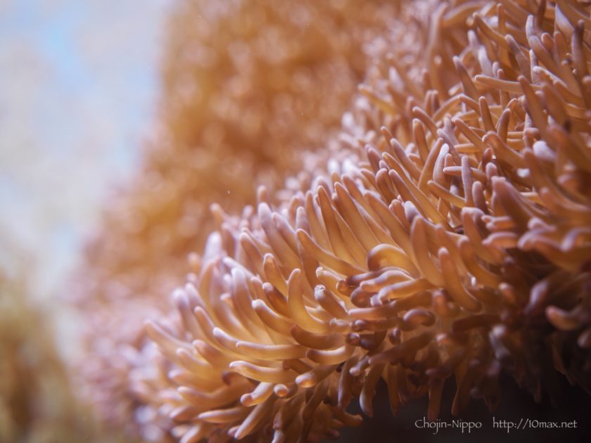 美ら海水族館