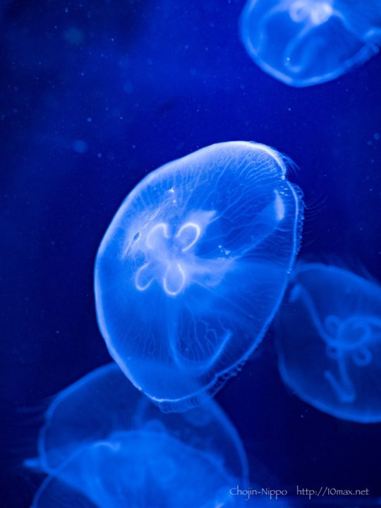 美ら海水族館　クラゲ