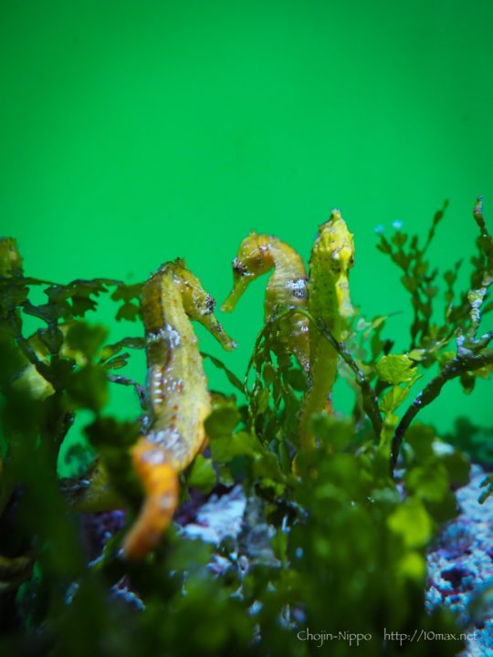 美ら海水族館　タツノオトシゴ