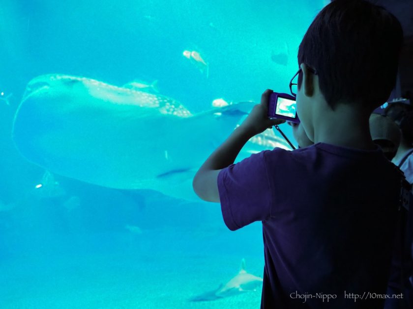 美ら海水族館　ジンベエザメ