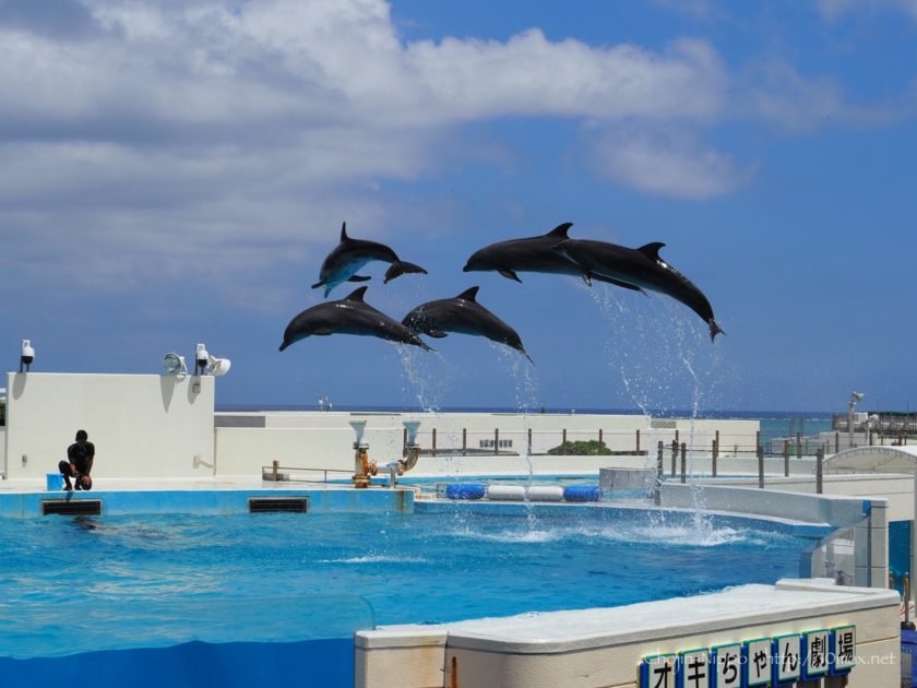 美ら海水族館　イルカショー