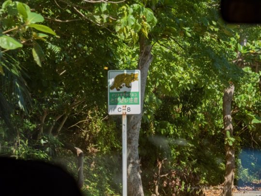 西表島　動物注意　標識　イリオモテヤマネコ