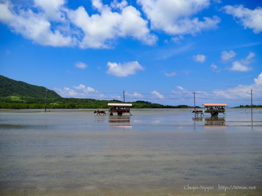 西表島　由布島　水牛