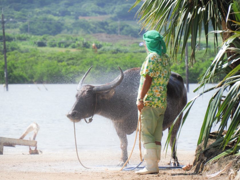 由布島　水牛