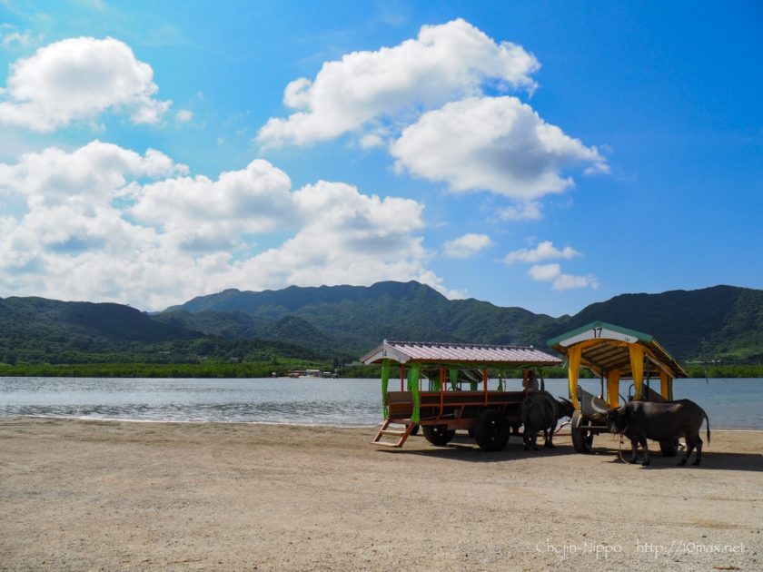 西表島　由布島　水牛車