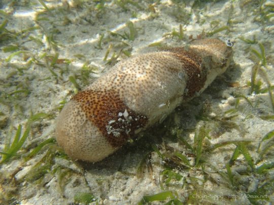 沖縄　石垣島　米原ビーチ　シュノーケリング　ナマコ