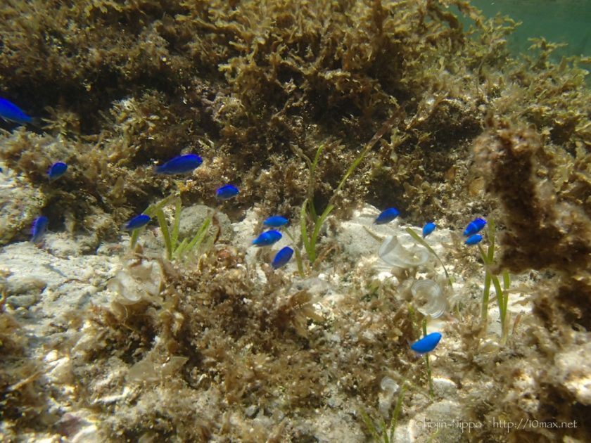 沖縄　石垣島　米原ビーチ　シュノーケリング　熱帯魚