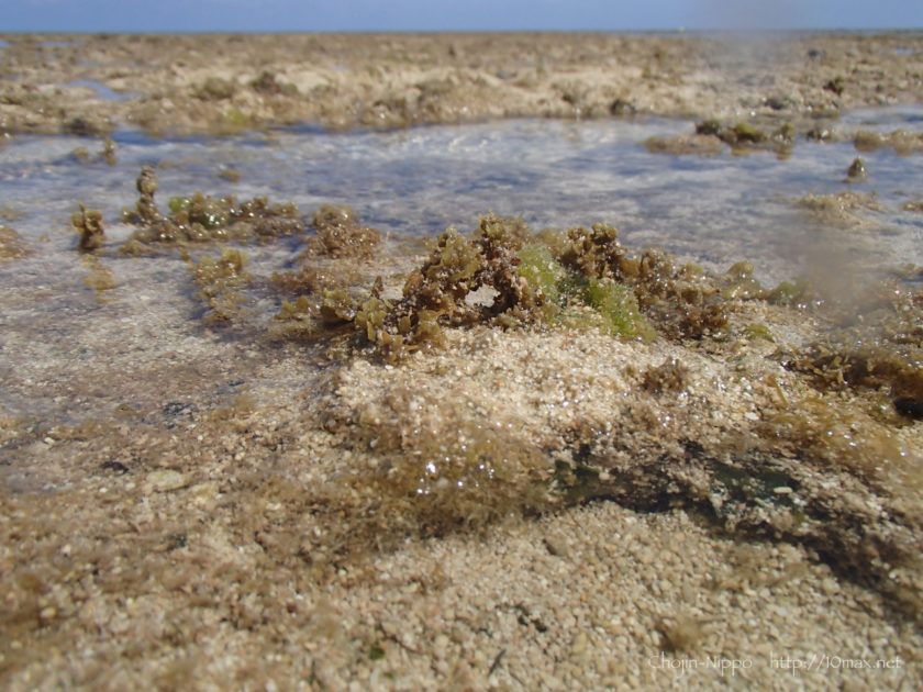 沖縄　石垣島　米原ビーチ　シュノーケリング　サンゴ　珊瑚礁