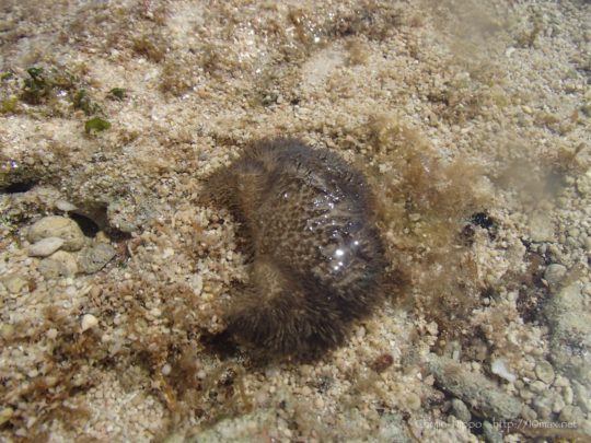 沖縄　石垣島　米原ビーチ　シュノーケリング　サンゴ　珊瑚礁　カニ