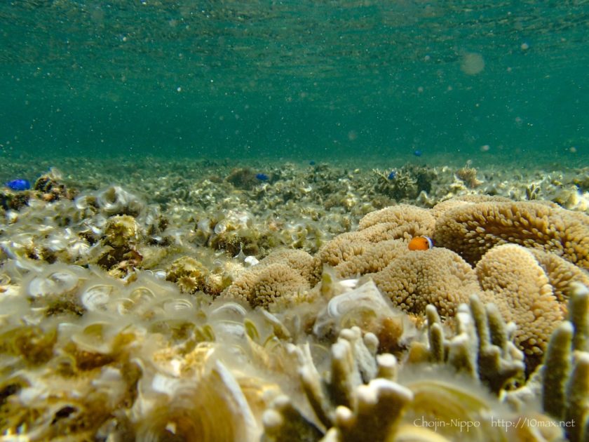 沖縄　石垣島　米原ビーチ　シュノーケリング　熱帯魚　カクレクマノミ　ニモ