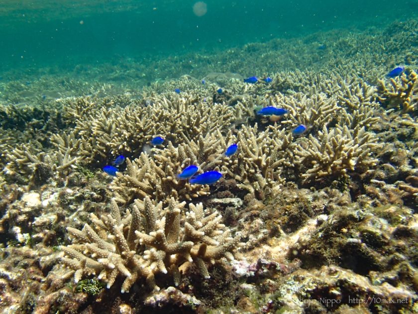 沖縄　石垣島　米原ビーチ　シュノーケリング　熱帯魚　珊瑚