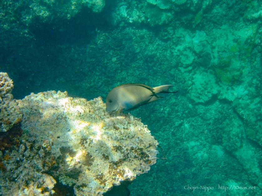 沖縄　石垣島　米原ビーチ　シュノーケリング　熱帯魚　珊瑚