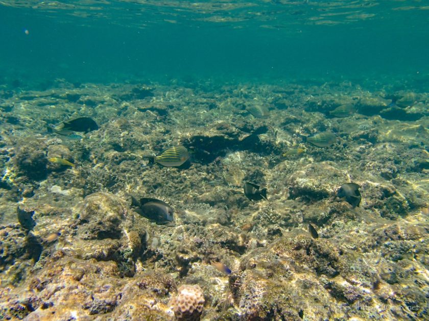 沖縄　石垣島　米原ビーチ　シュノーケリング　熱帯魚　珊瑚