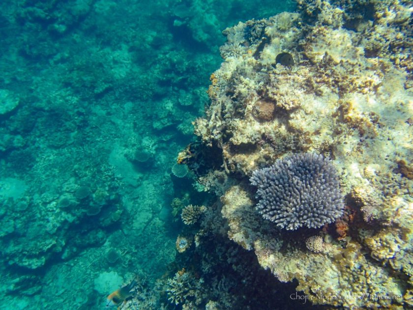 沖縄　石垣島　米原ビーチ　シュノーケリング　熱帯魚　珊瑚