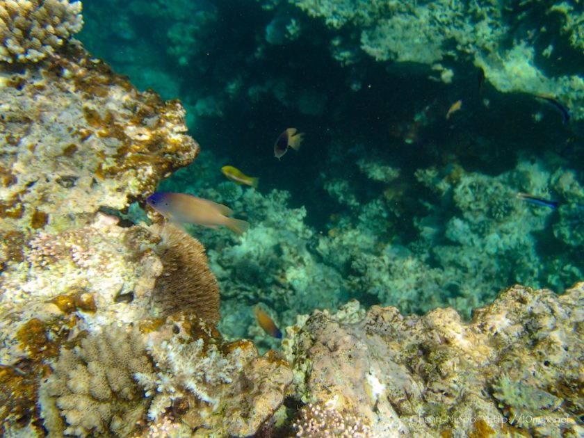 沖縄　石垣島　米原ビーチ　シュノーケリング　熱帯魚　珊瑚