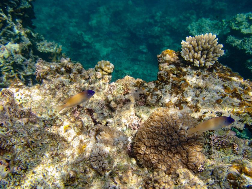 沖縄　石垣島　米原ビーチ　シュノーケリング　熱帯魚　珊瑚