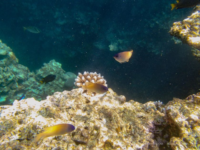 沖縄　石垣島　米原ビーチ　シュノーケリング　熱帯魚　珊瑚