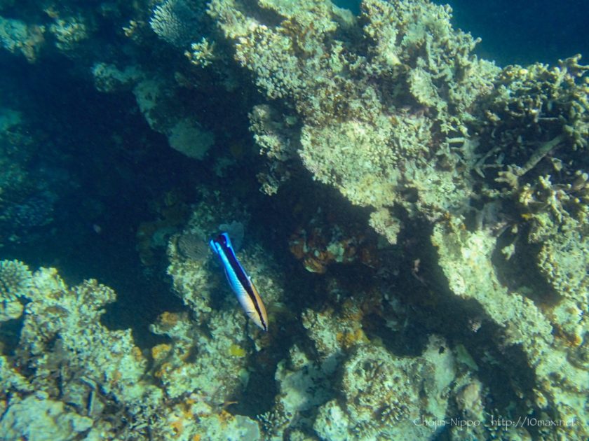 沖縄　石垣島　米原ビーチ　シュノーケリング　熱帯魚　珊瑚