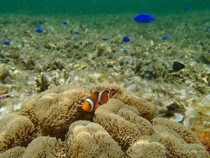 沖縄　石垣島　米原ビーチ　シュノーケリング　熱帯魚　カクレクマノミ　ニモ