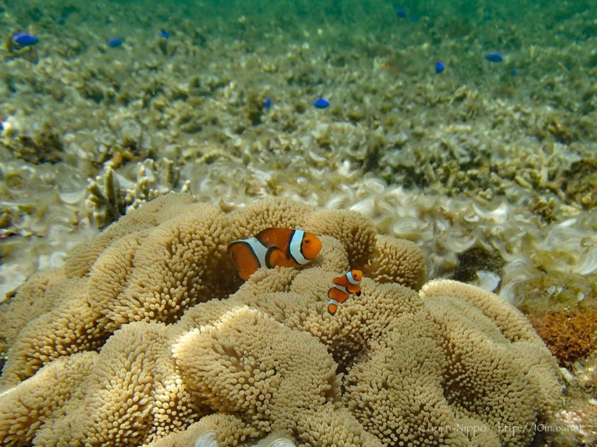 沖縄　石垣島　米原ビーチ　シュノーケリング　熱帯魚　カクレクマノミ　ニモ