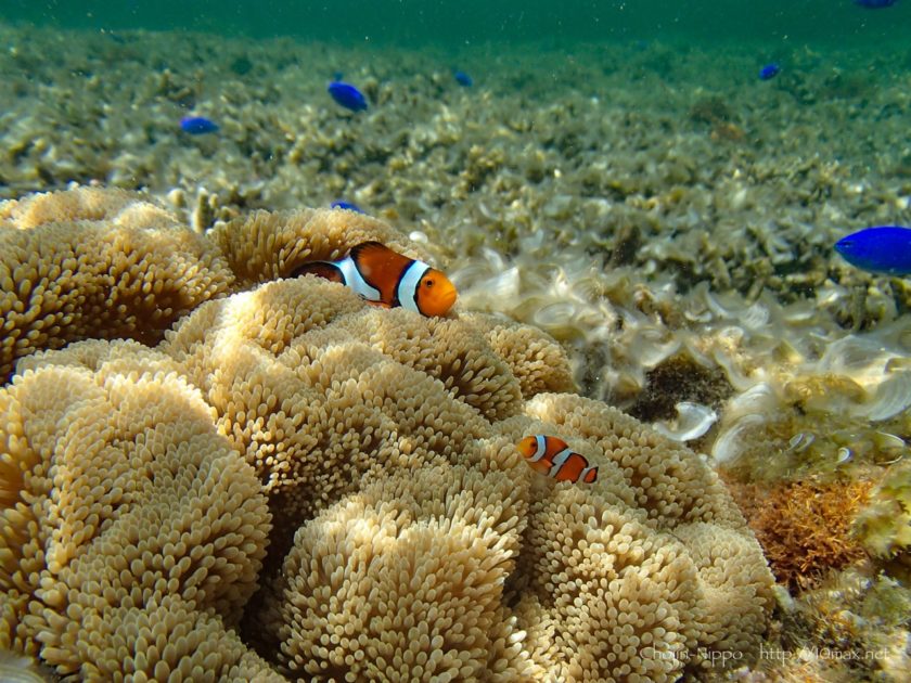 沖縄　石垣島　米原ビーチ　シュノーケリング　熱帯魚　カクレクマノミ　ニモ