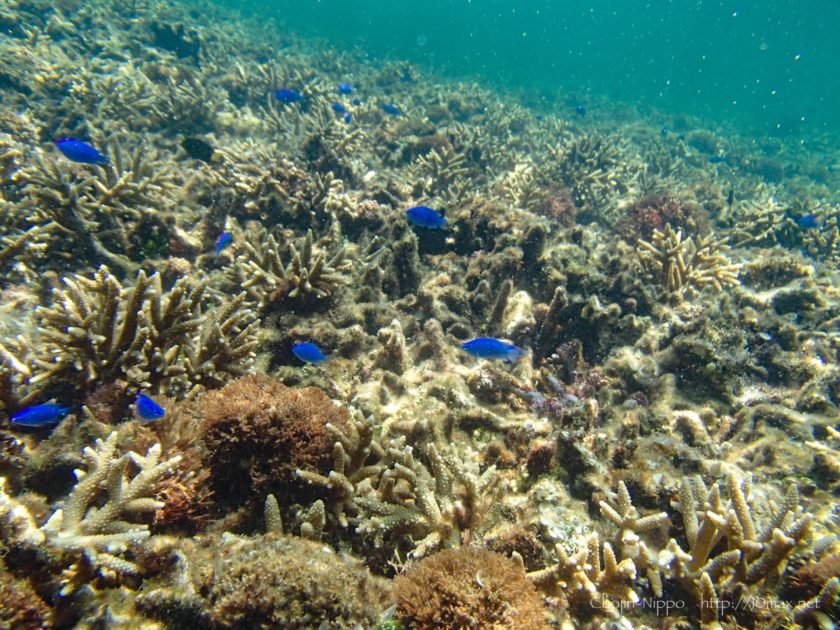 沖縄　石垣島　米原ビーチ　シュノーケリング　熱帯魚　珊瑚