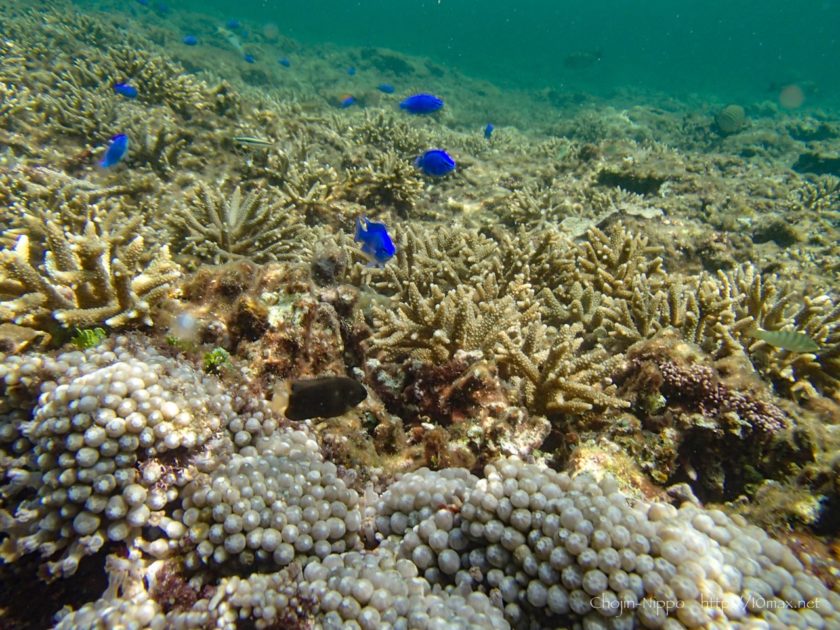 沖縄　石垣島　米原ビーチ　シュノーケリング　熱帯魚　珊瑚