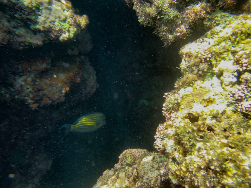 沖縄　石垣島　米原ビーチ　シュノーケリング　熱帯魚　珊瑚