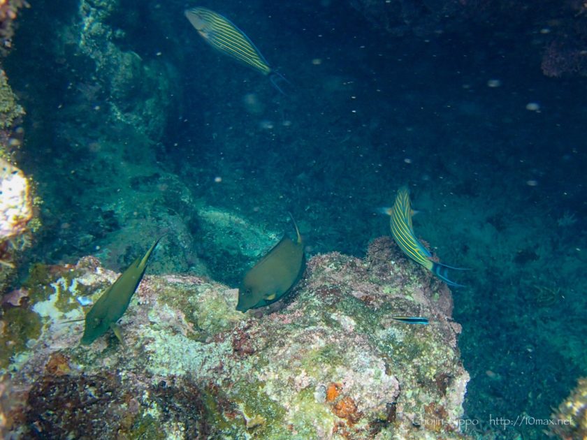 沖縄　石垣島　米原ビーチ　シュノーケリング　熱帯魚　珊瑚