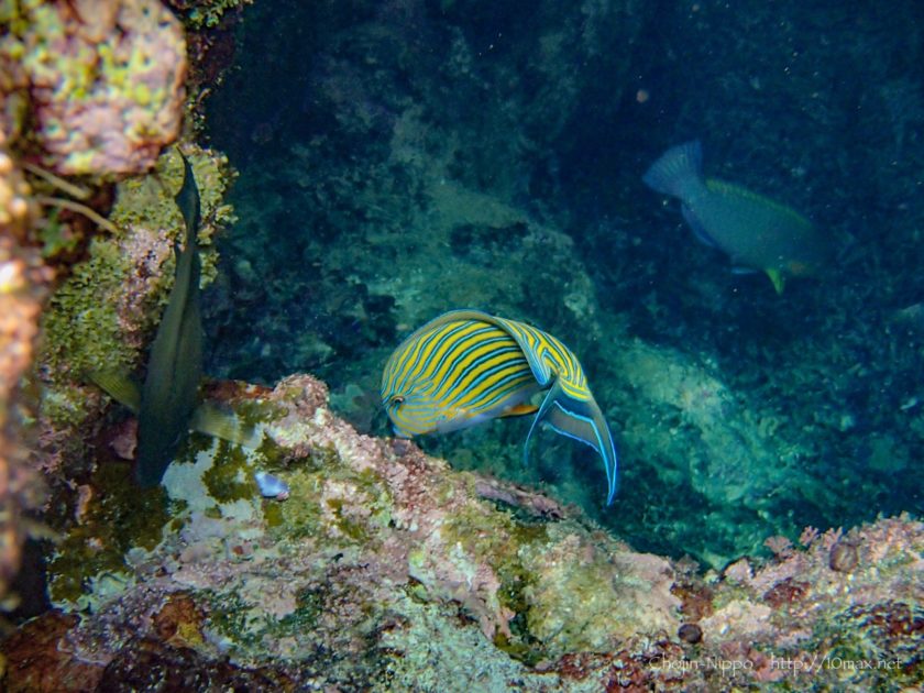 沖縄　石垣島　米原ビーチ　シュノーケリング　熱帯魚　珊瑚