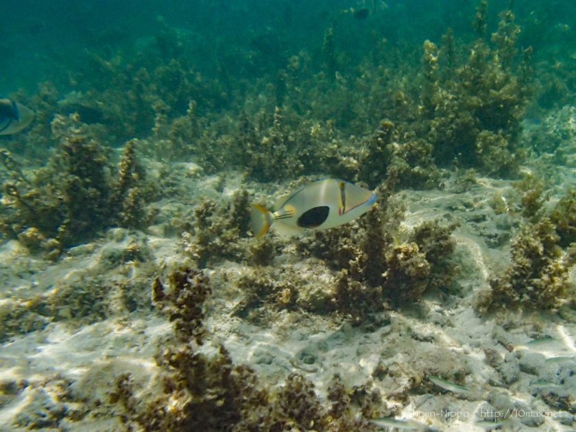 沖縄　石垣島　米原ビーチ　シュノーケリング　熱帯魚　珊瑚