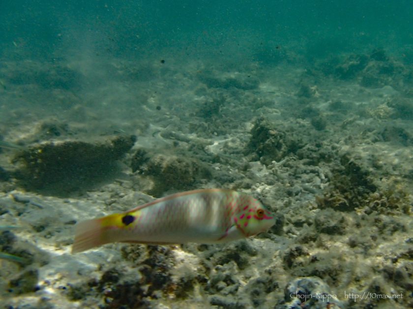 沖縄　石垣島　米原ビーチ　シュノーケリング　熱帯魚　珊瑚