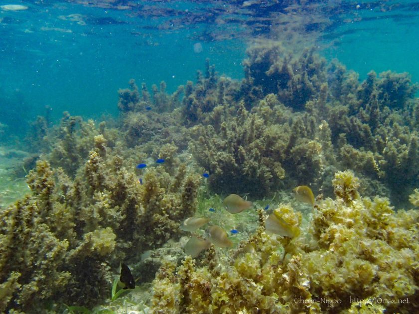 沖縄　石垣島　米原ビーチ　シュノーケリング　熱帯魚　珊瑚