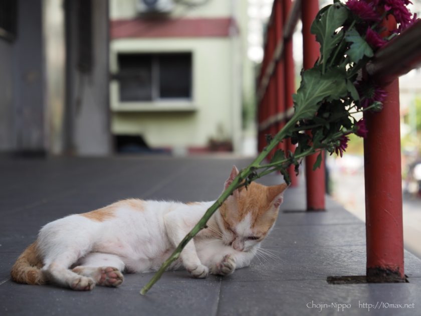 クアラルンプール 猫