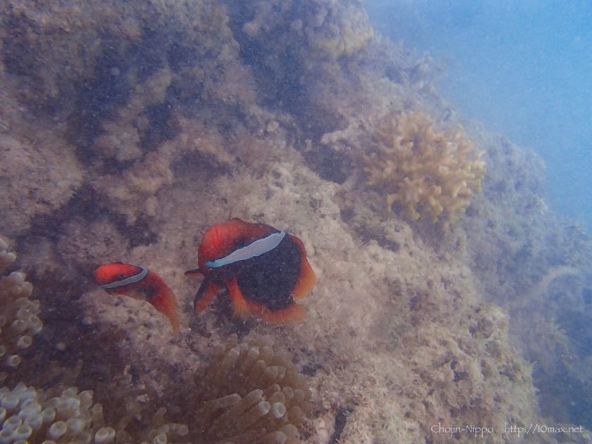 渡嘉敷島　シュノーケリング