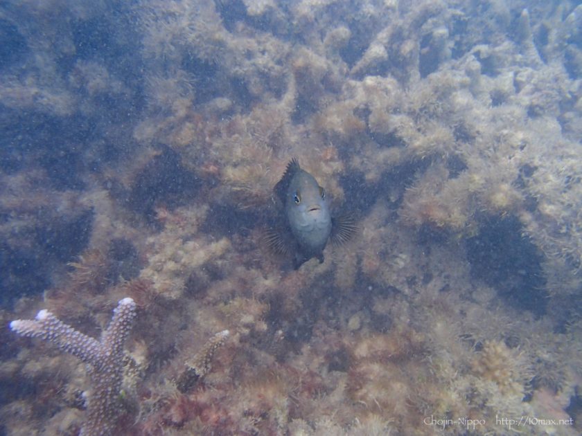 渡嘉敷島　シュノーケリング