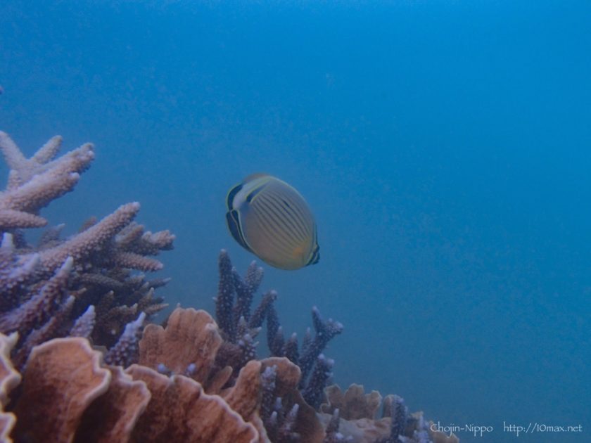 渡嘉敷島　シュノーケリング