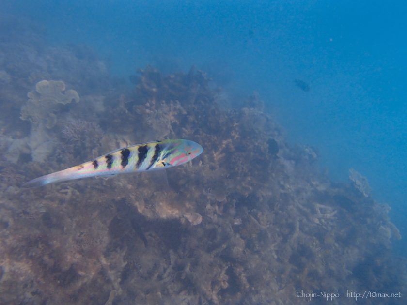 渡嘉敷島　シュノーケリング