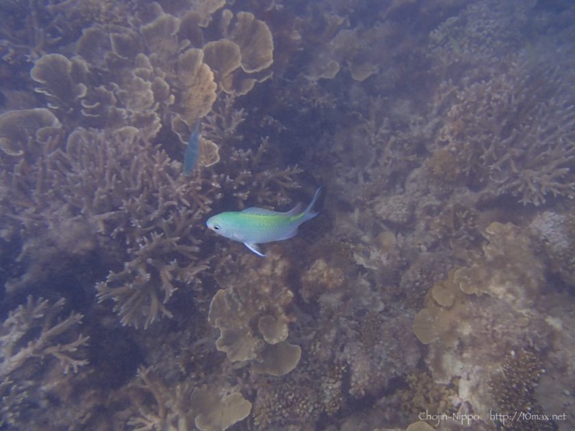 渡嘉敷島　シュノーケリング