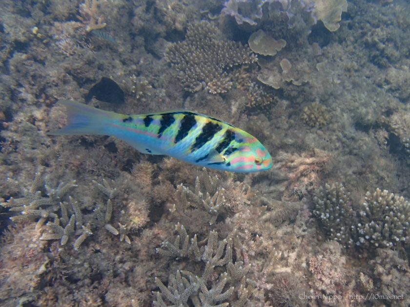 渡嘉敷島　シュノーケリング