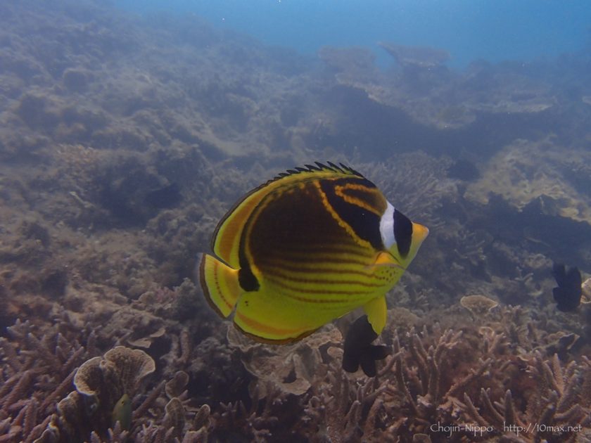 渡嘉敷島　シュノーケリング