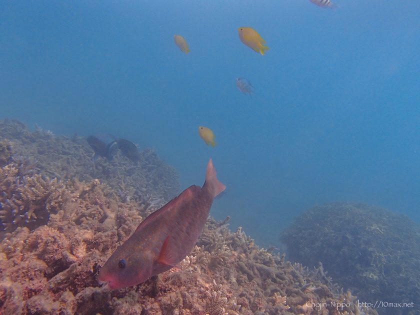 渡嘉敷島　シュノーケリング