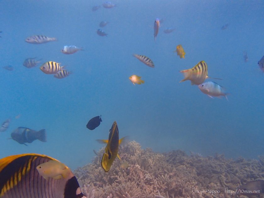 渡嘉敷島　シュノーケリング