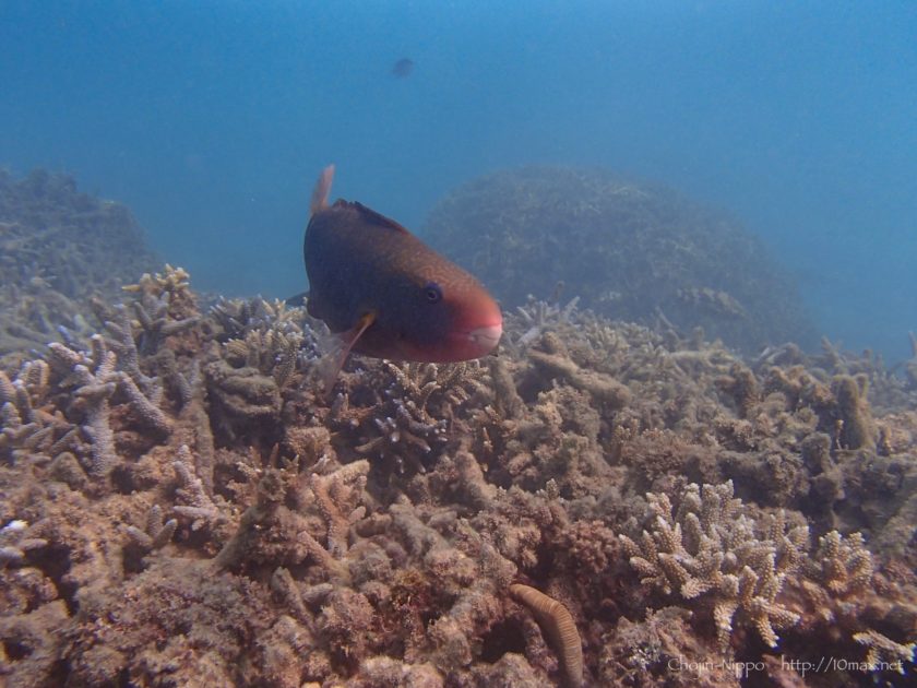 渡嘉敷島　シュノーケリング