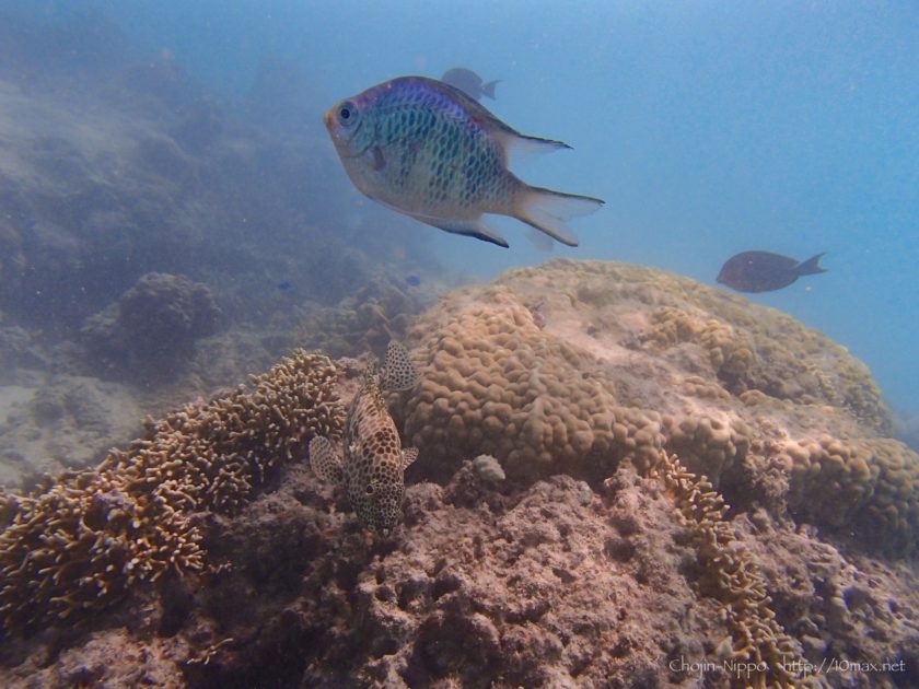 渡嘉敷島　シュノーケリング