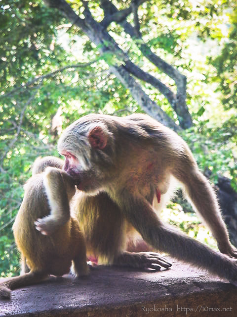 バガン　ポッパ山　タウン・カラッ　ミャンマー　猿